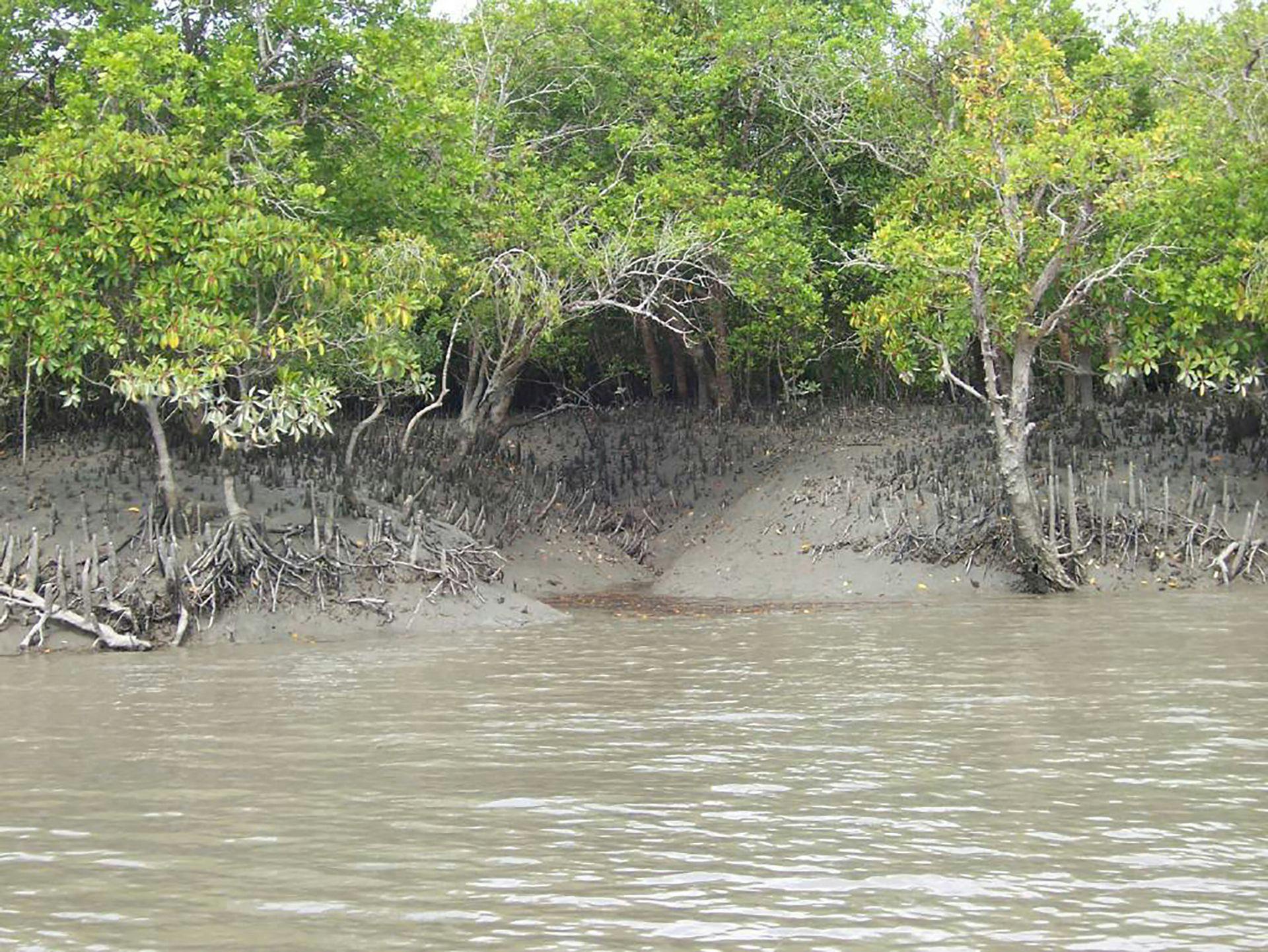 Mangrove forests of the Sundarbans