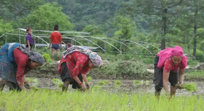 Farming of Doon Basmati Rice
