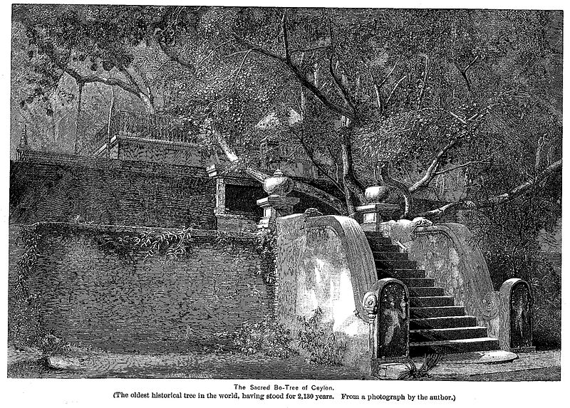 Jaya Shri Maha Bodhi, The Sacred Bo Tree at Anuradhapura (1891)