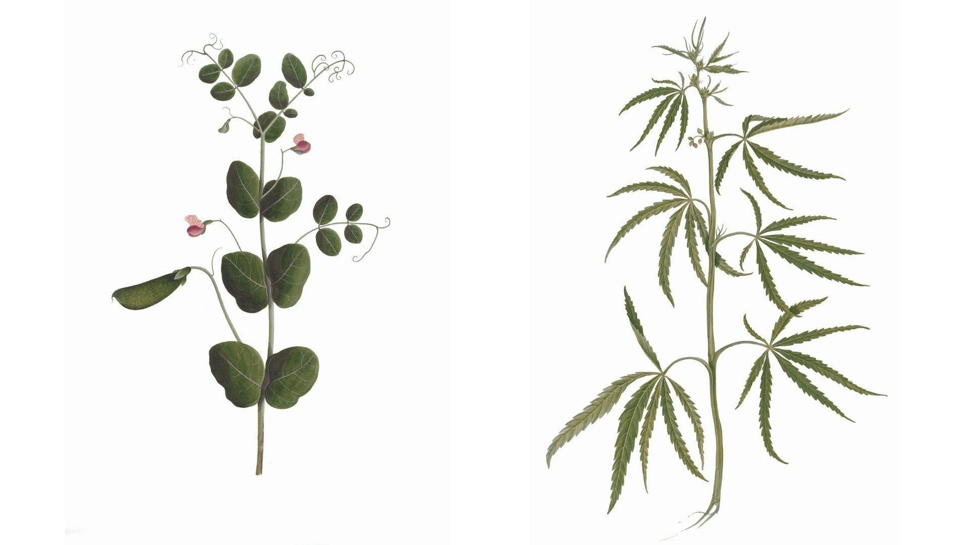 Garden peas and cannabis by unknown artists (c.1790), for Claude Martin 