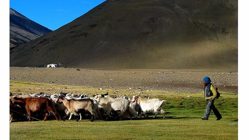 Herd of Changthani goats