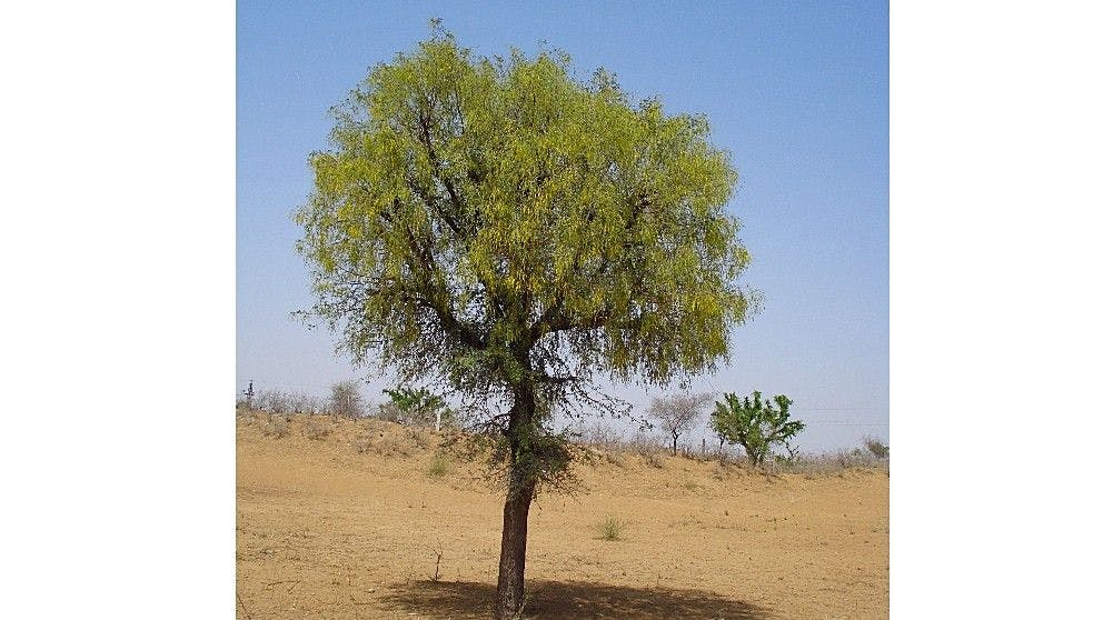 Khejiri Tree