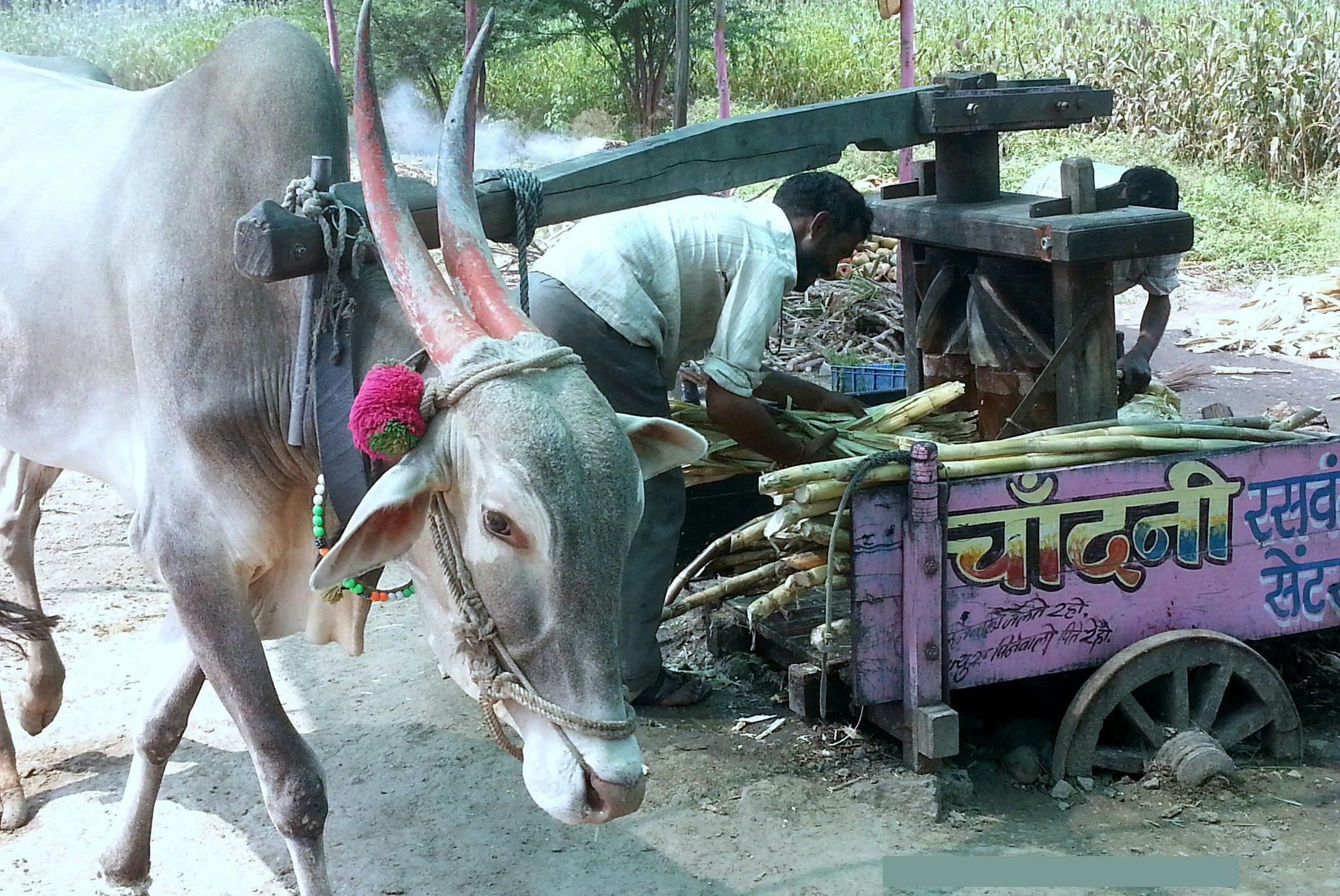 An oxen used to press sugarcane juice