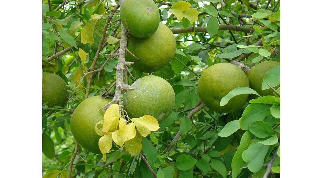 Bael, a hard-shelled fruit with a yellow aromatic pulp