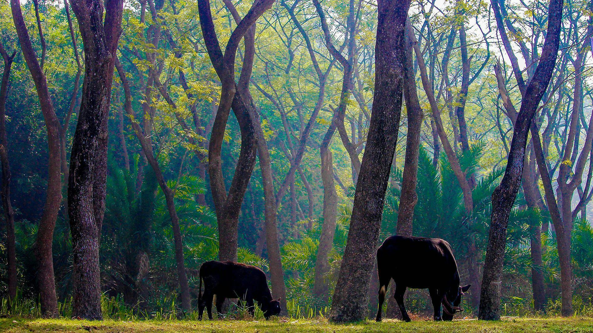 Sundarban Wildlife Sanctuary in Khulna Bangladesh